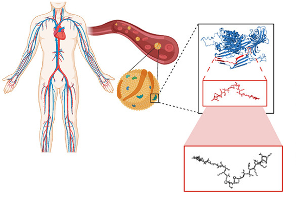 An illustration showing the layers of biological information the researchers' "encrypted" peptides are found within.