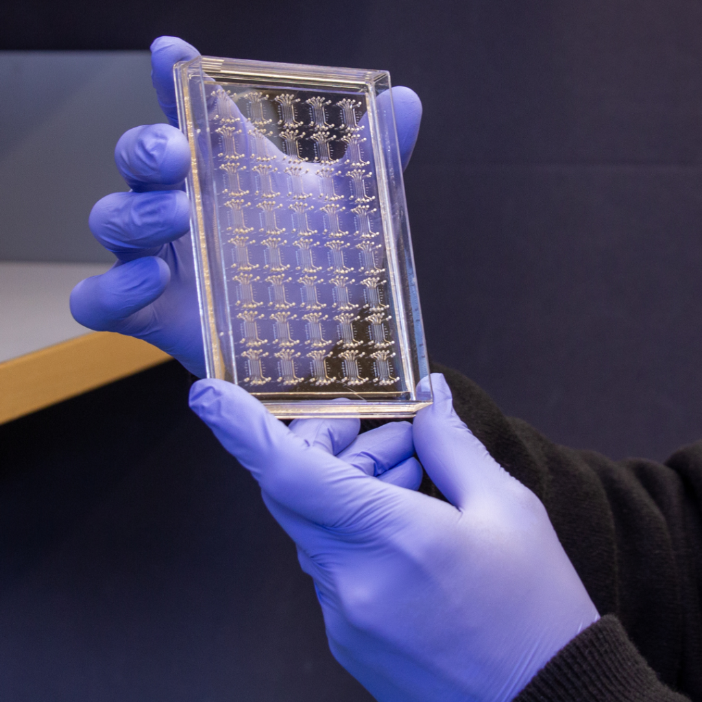 Dan Huh shows a new chip that mimics human bone marrow.