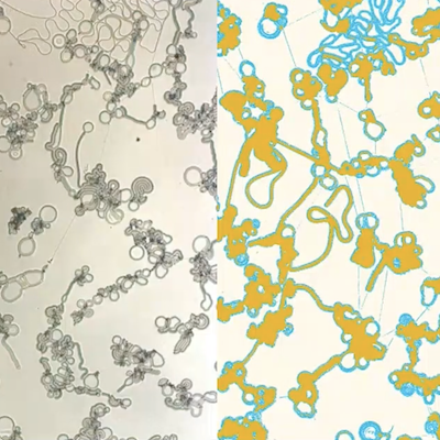 Liquid Crystals That Mimic Biological Systems