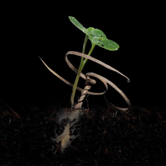 Engineering a Seed Carrier for Remote Areas