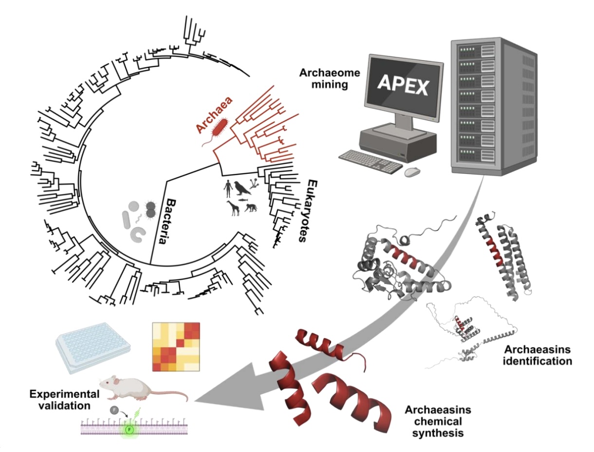 Diagram showing the cycle via which the researchers used AI to study the proteins of Archaea to discover new antibiotic candidates