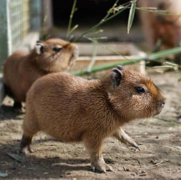capybara