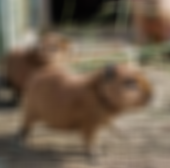 capybara_20