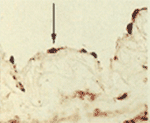 Mechanobiology