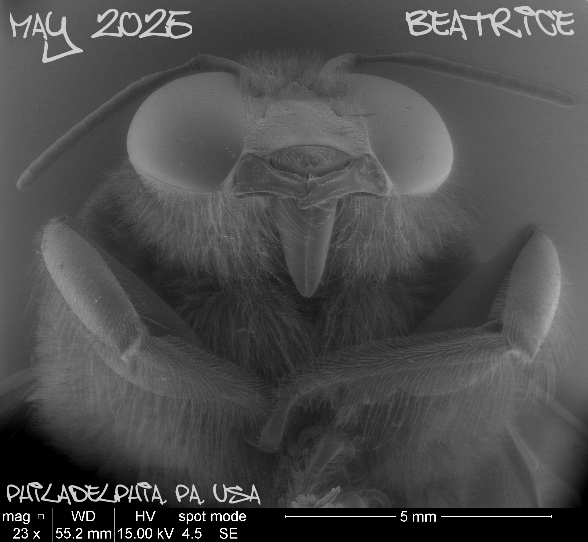 Beatrice the (Carpenter) Bee