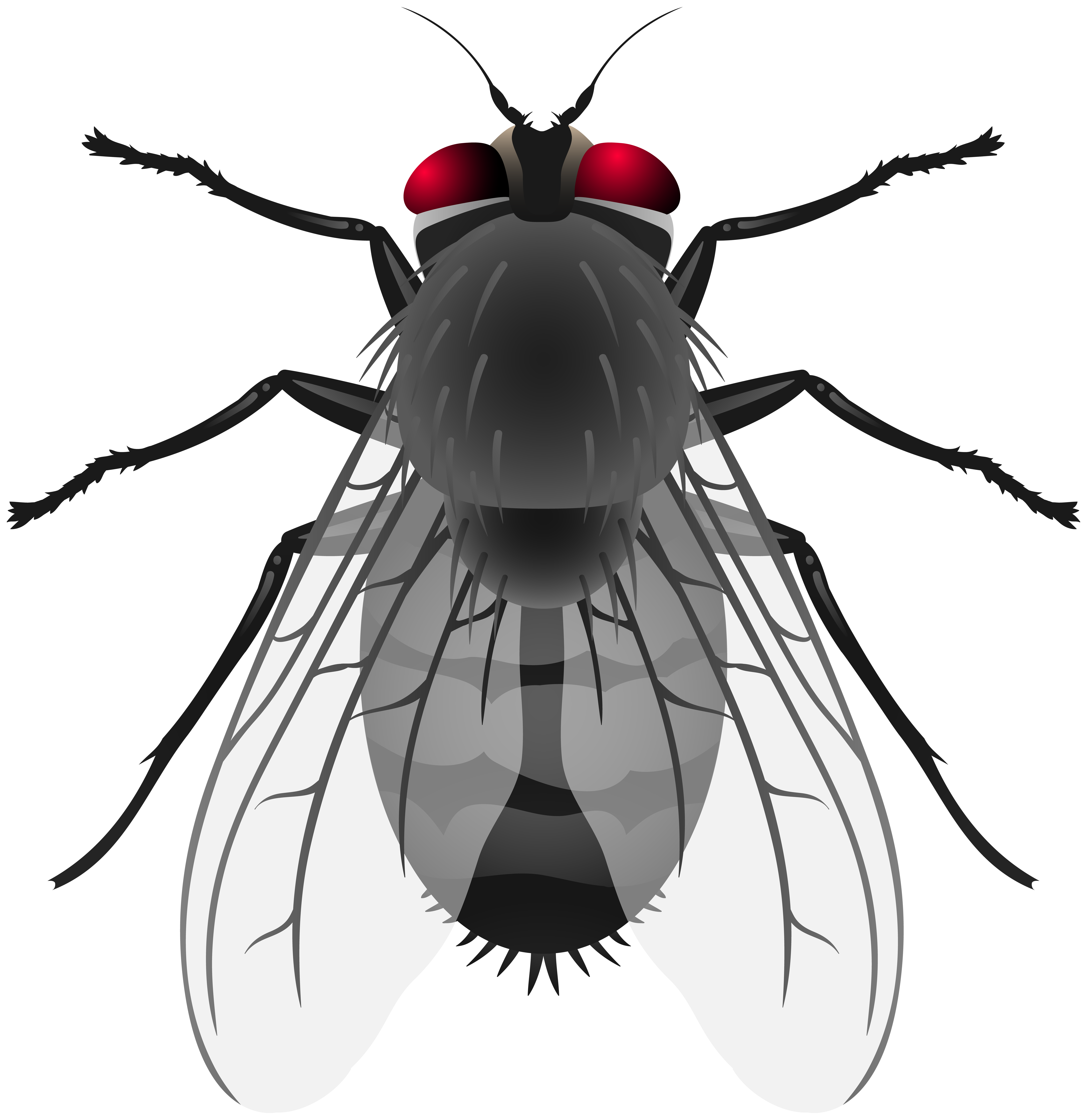 Fly Logo