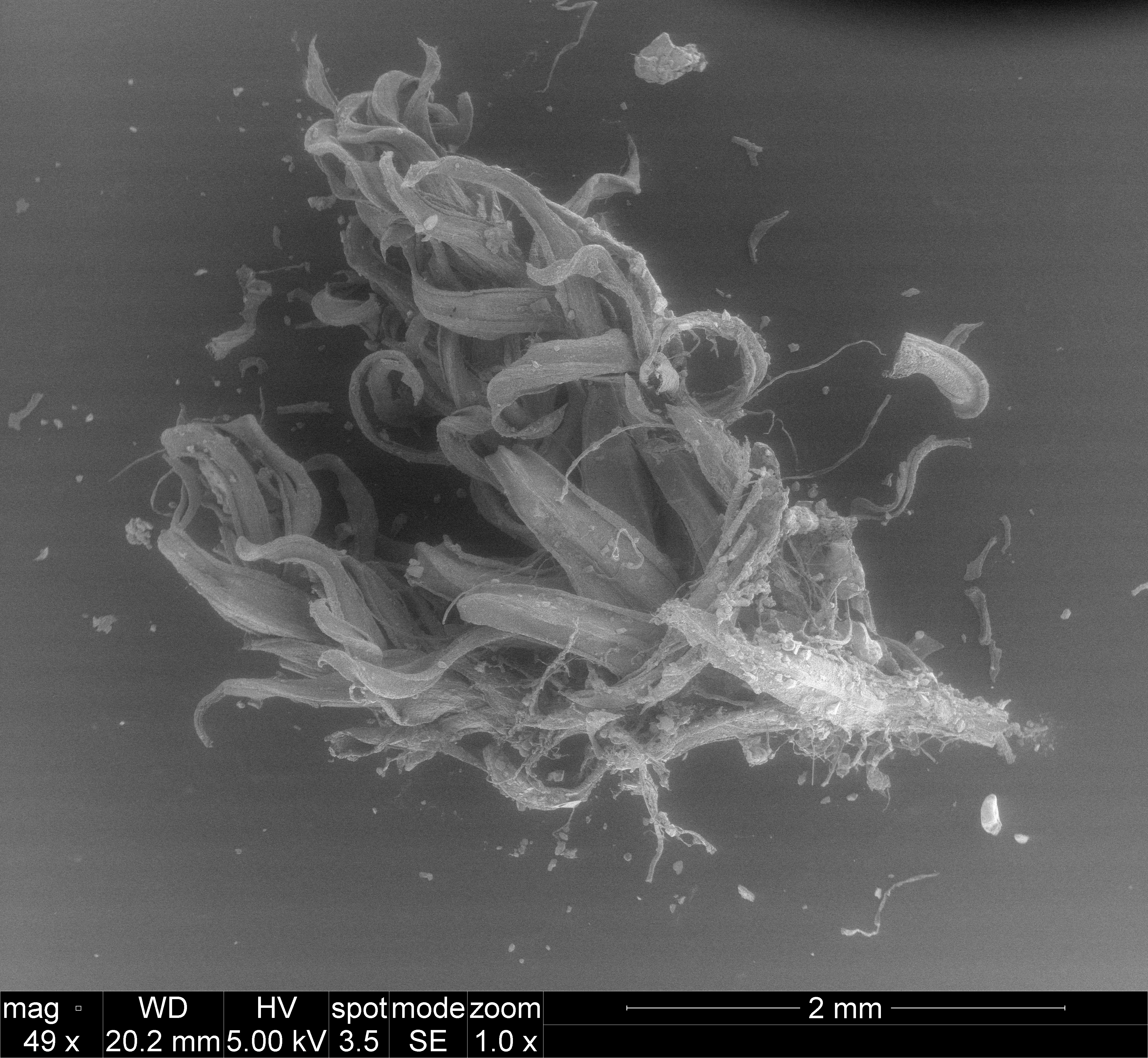 Microscopic Moss