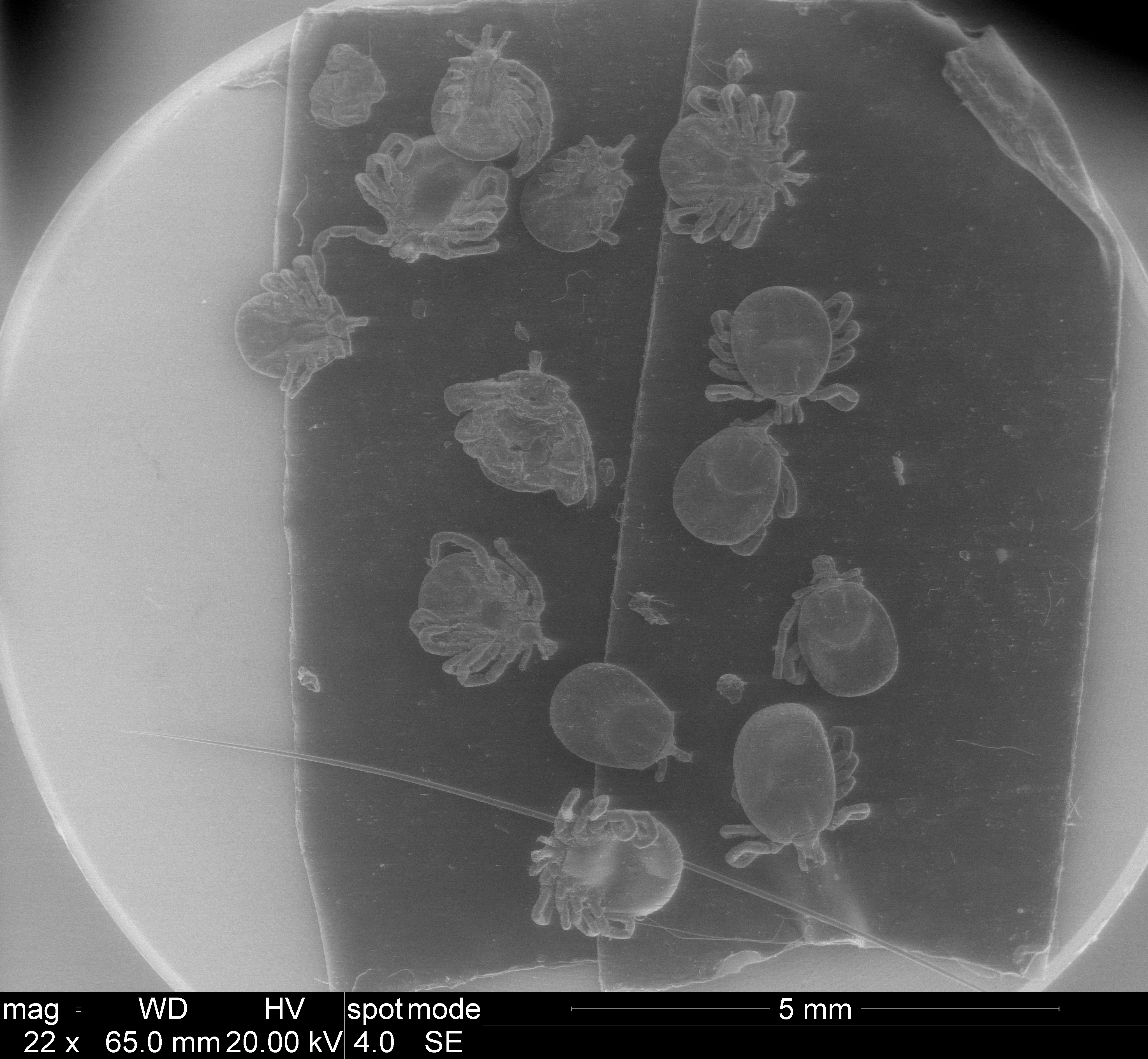 Tiny Ticks