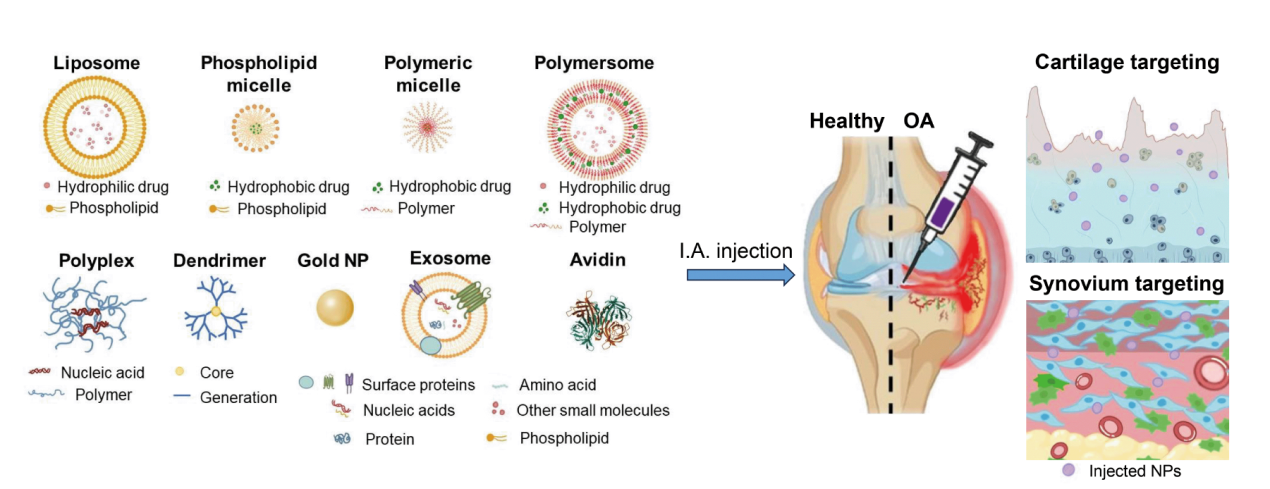 A diagram of a cell membrane
Description automatically generated